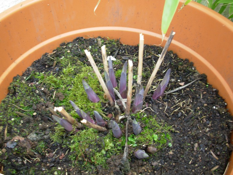 Les hosta commence seulement à repartir (ils sont restés en extérieur en pots)