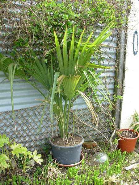 La sabal fraichement rempoté