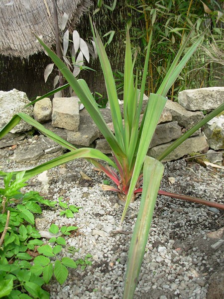 Un Yucca planté il y a quelques jours