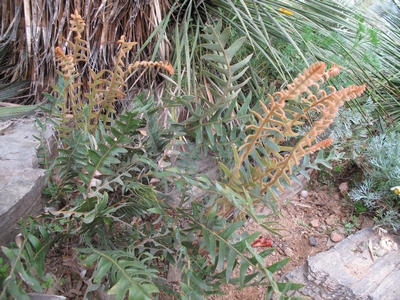 Unusual_fern...JPG