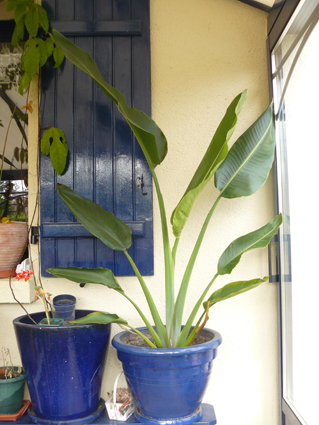 Ravenala madagascariensis âgé de 18 mois