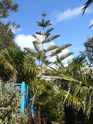 Araucaria heterophylla à Roscoff (Finistère nord)